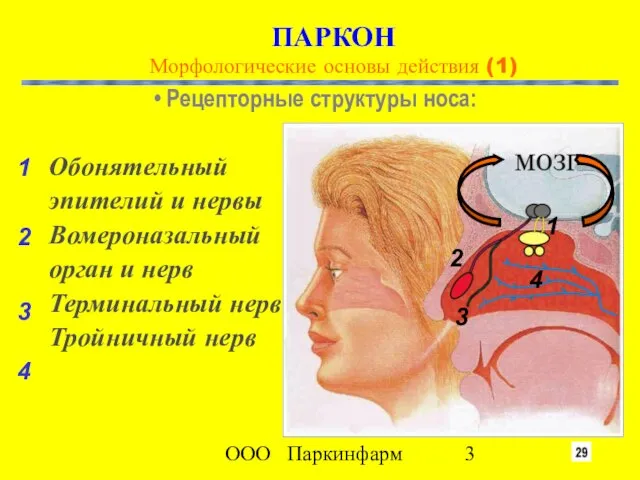 ООО Паркинфарм ПАРКОН Морфологические основы действия (1) Обонятельный эпителий и нервы Вомероназальный