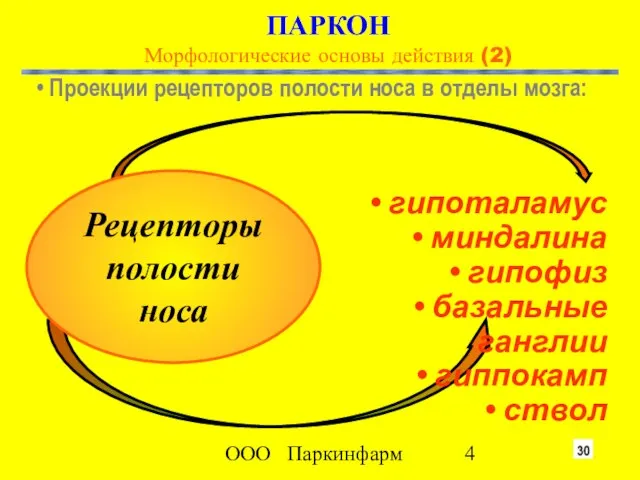 ООО Паркинфарм гипоталамус миндалина гипофиз базальные ганглии гиппокамп ствол Проекции рецепторов полости