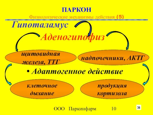 ООО Паркинфарм Гипоталамус Аденогипофиз щитовидная железа, ТТГ надпочечники, АКТГ клеточное дыхание продукция