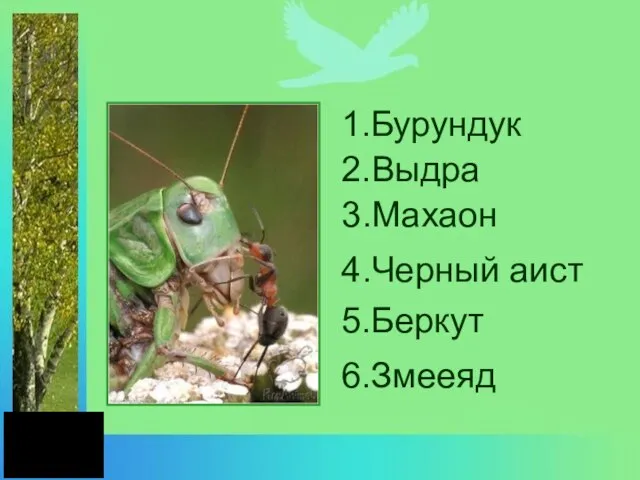 1.Бурундук 2.Выдра 3.Махаон 4.Черный аист 5.Беркут 6.Змееяд