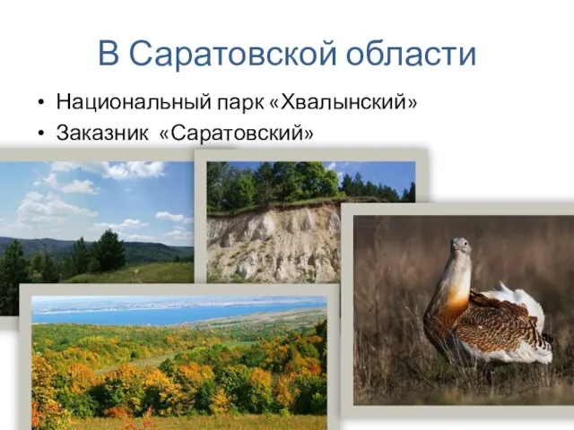 В Саратовской области Национальный парк «Хвалынский» Заказник «Саратовский»