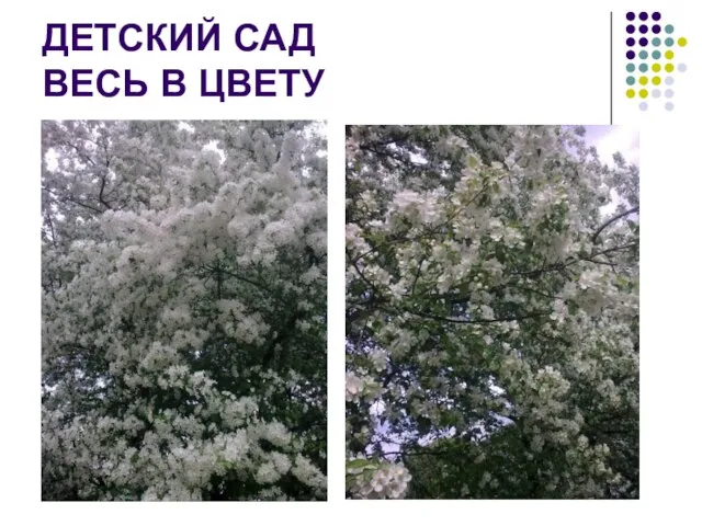 ДЕТСКИЙ САД ВЕСЬ В ЦВЕТУ