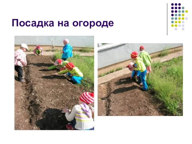 Посадка на огороде