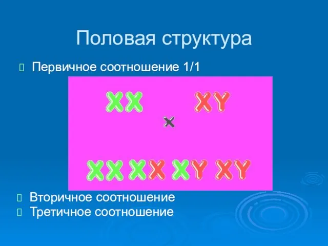 Половая структура Первичное соотношение 1/1 Вторичное соотношение Третичное соотношение