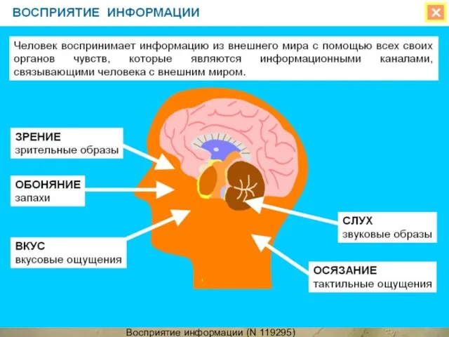 Восприятие информации (N 119295)