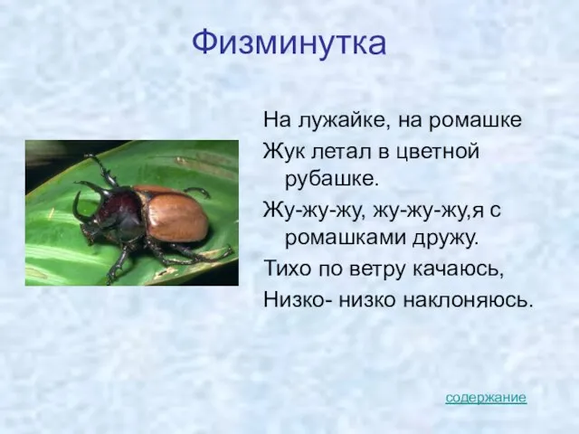 Физминутка На лужайке, на ромашке Жук летал в цветной рубашке. Жу-жу-жу, жу-жу-жу,я