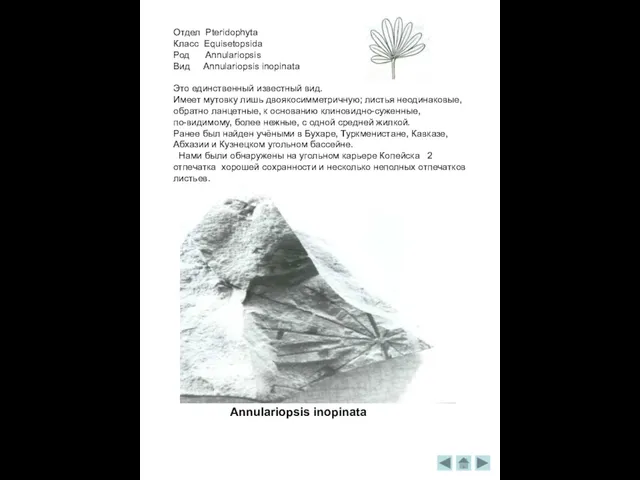 Отдел Pteridophyta Класс Equisetopsida Род Annulariopsis Вид Annulariopsis inopinata Это единственный известный