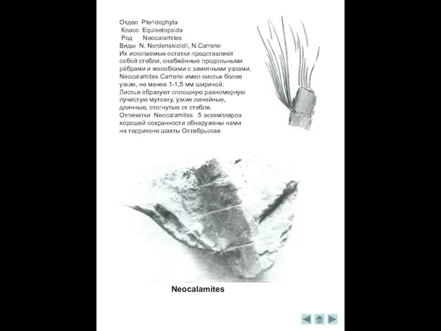 Отдел Pteridophyta Класс Equisetopsida Род Neocalamites Виды N. Nordenskioldii, N.Carrerei Их ископаемые