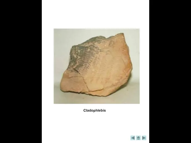 Cladophlebis