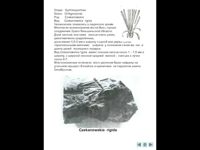 Отдел Gymnospermae Класс Ginkgoopsida Род Czekanowskia Вид Czekanowskia rigida Чекановские появились в