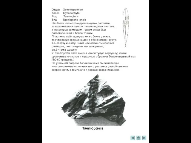 Отдел Gymnospermae Класс Gycadophyta Род Taeniopteris Вид Taeniopteris ensis Это были невысокие