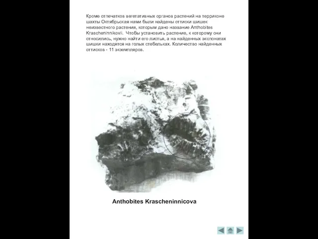 Кроме отпечатков вегетативных органов растений на терриконе шахты Октябрьская нами были найдены