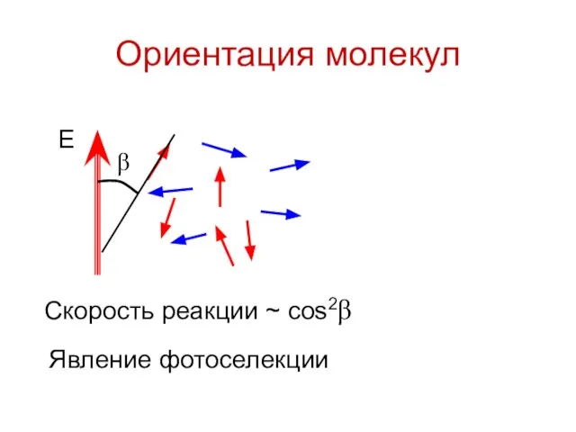 Ориентация молекул E Скорость реакции ~ cos2β Явление фотоселекции β