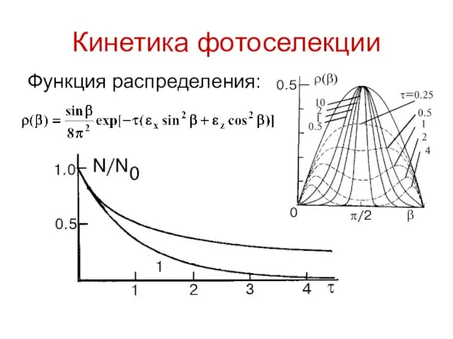 Кинетика фотоселекции Функция распределения: