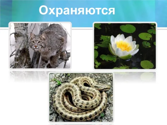 Охраняются