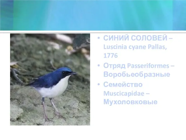 СИНИЙ СОЛОВЕЙ – Luscinia cyane Pallas, 1776 Отряд Passeriformes – Воробьеобразные Семейство Muscicapidae – Мухоловковые