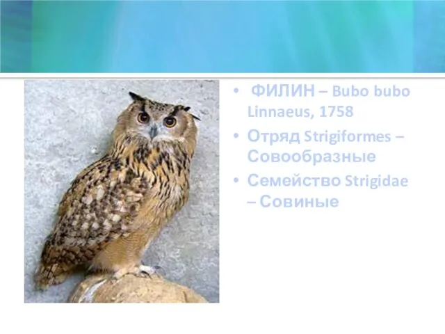 ФИЛИН – Bubo bubo Linnaeus, 1758 Отряд Strigiformes – Совообразные Семейство Strigidae – Совиные