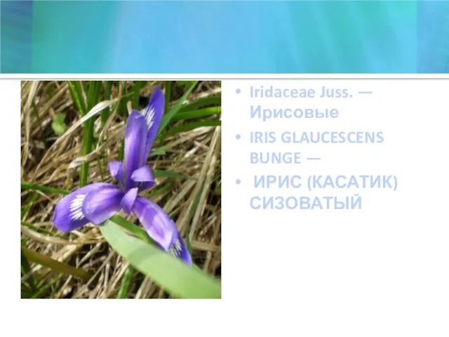 Iridaceae Juss. — Ирисовые IRIS GLAUCESCENS BUNGE — ИРИС (КАСАТИК) СИЗОВАТЫЙ