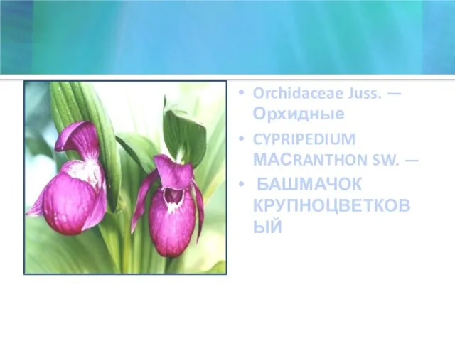 Orchidaceae Juss. — Орхидные CYPRIPEDIUM МАСRANTHON SW. — БАШМАЧОК КРУПНОЦВЕТКОВЫЙ