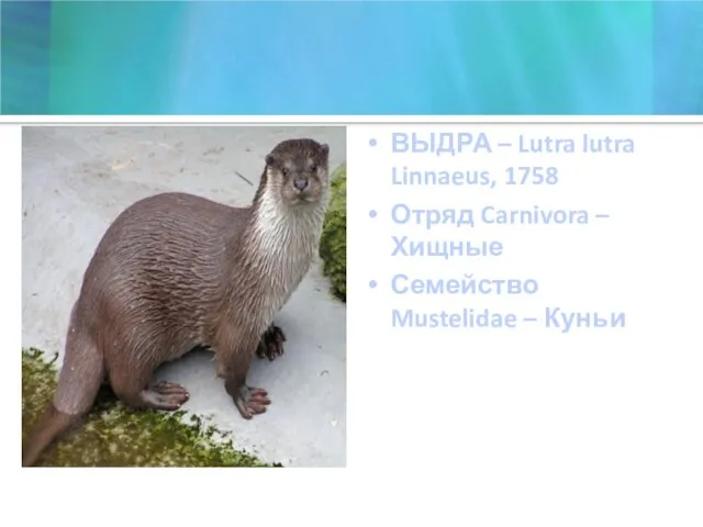 ВЫДРА – Lutra lutra Linnaeus, 1758 Отряд Carnivora – Хищные Семейство Mustelidae – Куньи