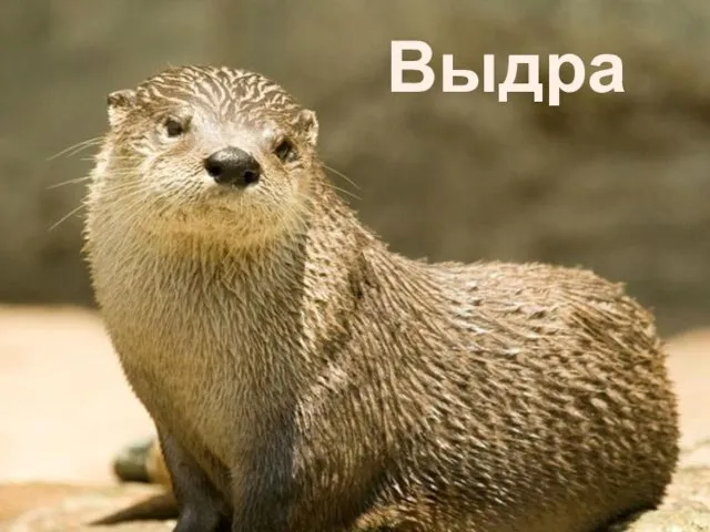 Выдра