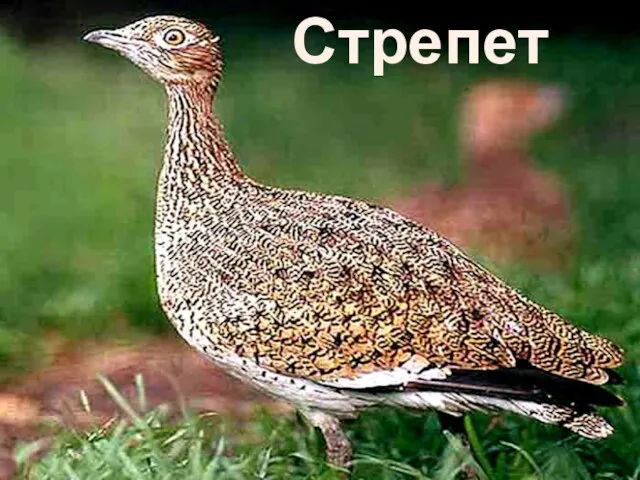 Стрепет