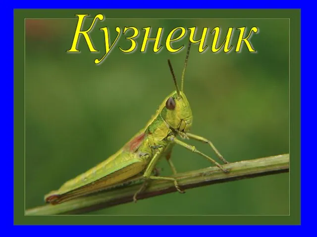 Кузнечик