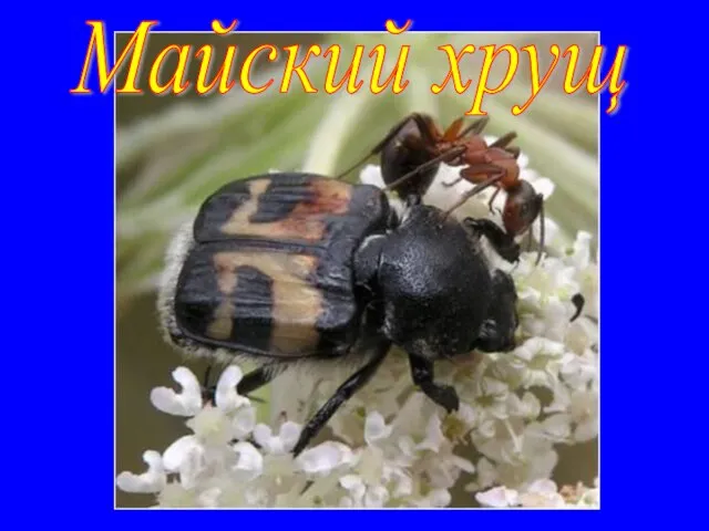 Майский хрущ