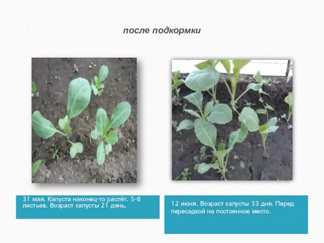 после подкормки 31 мая. Капуста наконец-то растёт. 5-6 листьев. Возраст капусты 21