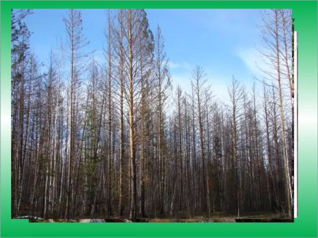 Итоги работы по дистанционному лесопатологическому мониторингу в Иркутской области в 2011 году