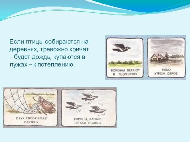 Если птицы собираются на деревьях, тревожно кричат – будет дождь, купаются в лужах – к потеплению.