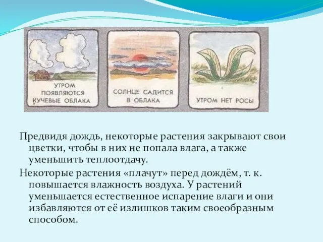 Предвидя дождь, некоторые растения закрывают свои цветки, чтобы в них не попала