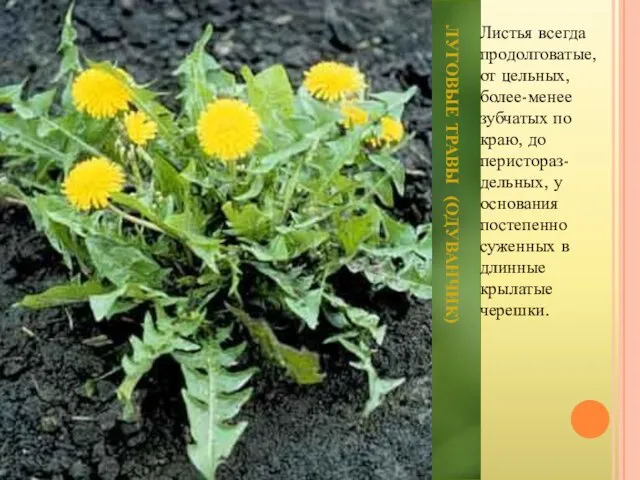 ЛУГОВЫЕ ТРАВЫ (ОДУВАНЧИК) Листья всегда продолговатые, от цельных, более-менее зубчатых по краю,