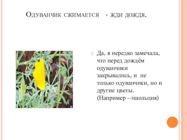 Одуванчик сжимается - жди дождя. Да, я нередко замечала, что перед дождём