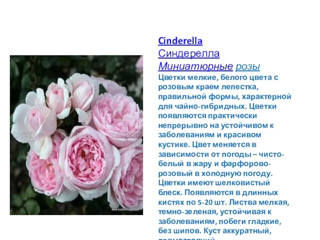 Cinderella Синдерелла Миниатюрные розы Цветки мелкие, белого цвета с розовым краем лепестка,