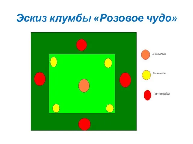 Эскиз клумбы «Розовое чудо»