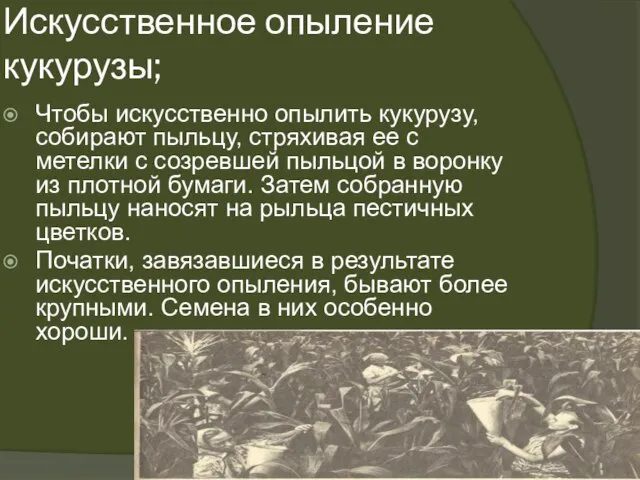 Искусственное опыление кукурузы; Чтобы искусственно опылить кукурузу, собирают пыльцу, стряхивая ее с