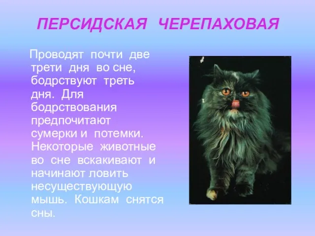 ПЕРСИДСКАЯ ЧЕРЕПАХОВАЯ Проводят почти две трети дня во сне, бодрствуют треть дня.