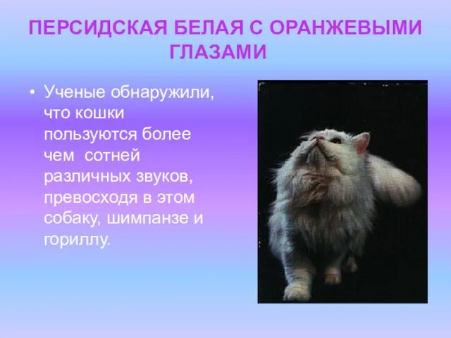 ПЕРСИДСКАЯ БЕЛАЯ С ОРАНЖЕВЫМИ ГЛАЗАМИ Ученые обнаружили, что кошки пользуются более чем