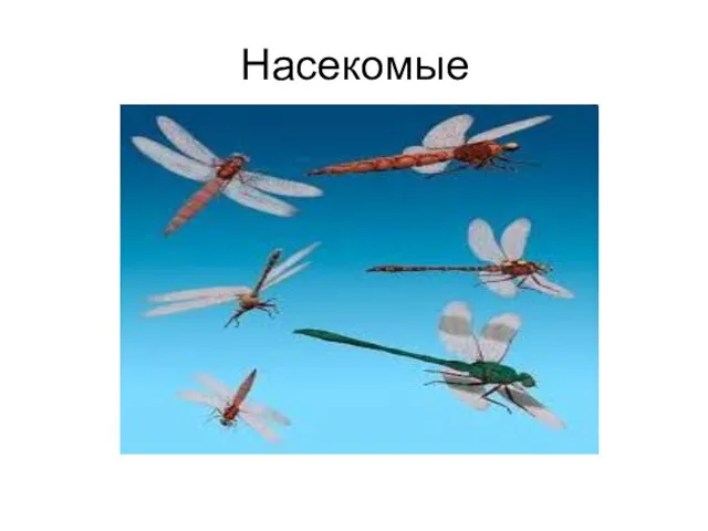 Насекомые