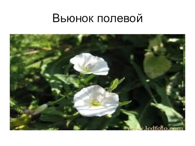 Вьюнок полевой