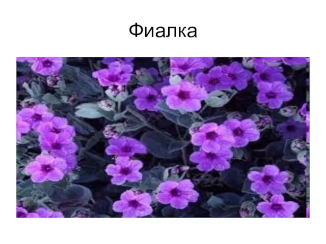 Фиалка