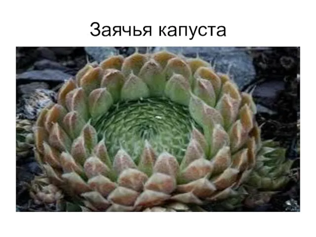 Заячья капуста