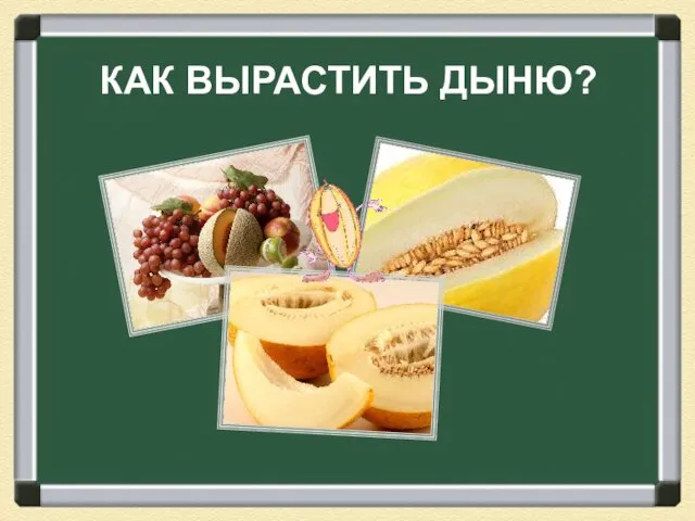 КАК ВЫРАСТИТЬ ДЫНЮ?