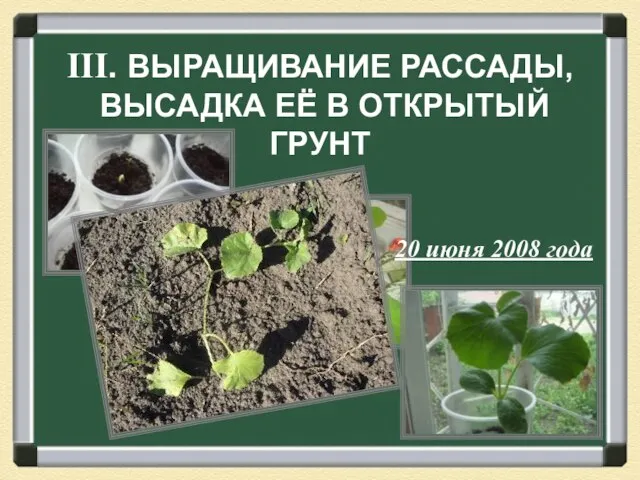 III. ВЫРАЩИВАНИЕ РАССАДЫ, ВЫСАДКА ЕЁ В ОТКРЫТЫЙ ГРУНТ 20 июня 2008 года