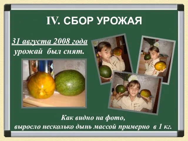 IV. СБОР УРОЖАЯ 31 августа 2008 года урожай был снят. Как видно