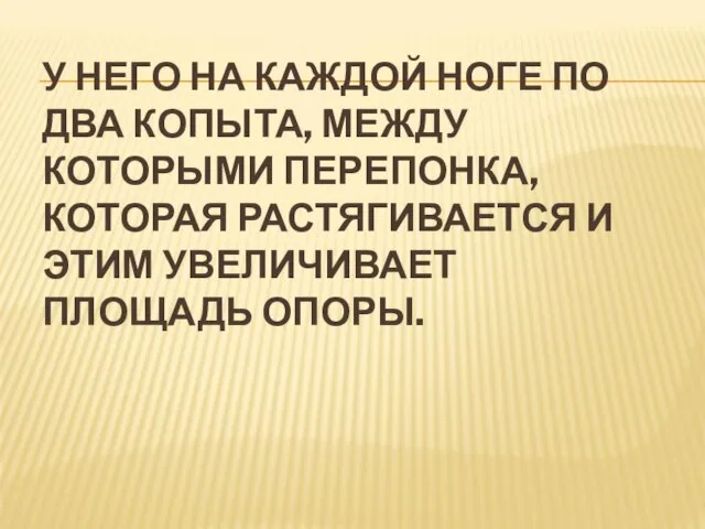 У НЕГО НА КАЖДОЙ НОГЕ ПО ДВА КОПЫТА, МЕЖДУ КОТОРЫМИ ПЕРЕПОНКА, КОТОРАЯ