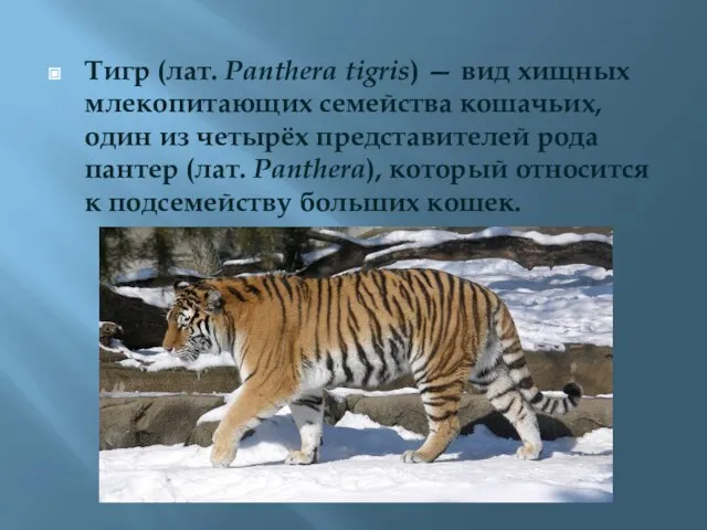 Тигр (лат. Panthera tigris) — вид хищных млекопитающих семейства кошачьих, один из