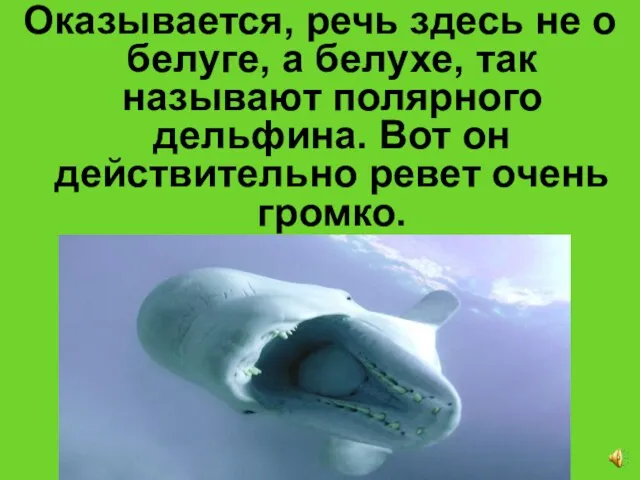 Оказывается, речь здесь не о белуге, а белухе, так называют полярного дельфина.