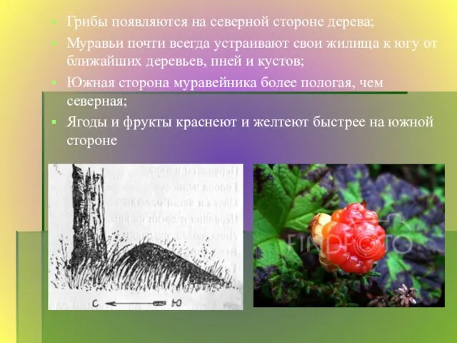 Грибы появляются на северной стороне дерева; Муравьи почти всегда устраивают свои жилища